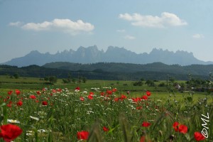 przewodnik po barcelonie