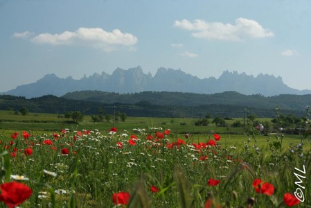przewodnik po barcelonie